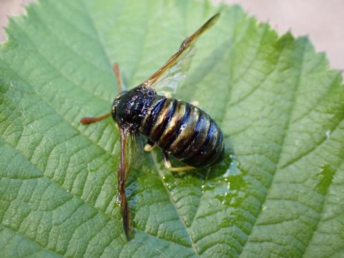 Abia nitens